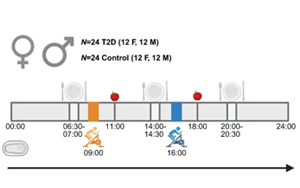 晨練與午練對(duì)2型糖尿病患者血糖和炎癥標(biāo)志物的差異化影響：一項(xiàng)隨機(jī)交叉試驗(yàn)研究