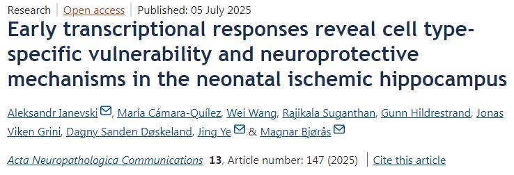 早期轉(zhuǎn)錄應(yīng)答揭示新生兒缺血性海馬中細(xì)胞類型特異性的脆弱性與神經(jīng)保護(hù)機制