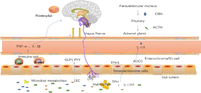 研究構(gòu)想:腸腦軸中雙向通訊的作用機制 研究構(gòu)想:腸腦軸中雙向通訊的作用機制