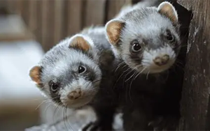 2009年甲型H1N1流感病毒預存免疫對H5N1感染的保護作用機制研究