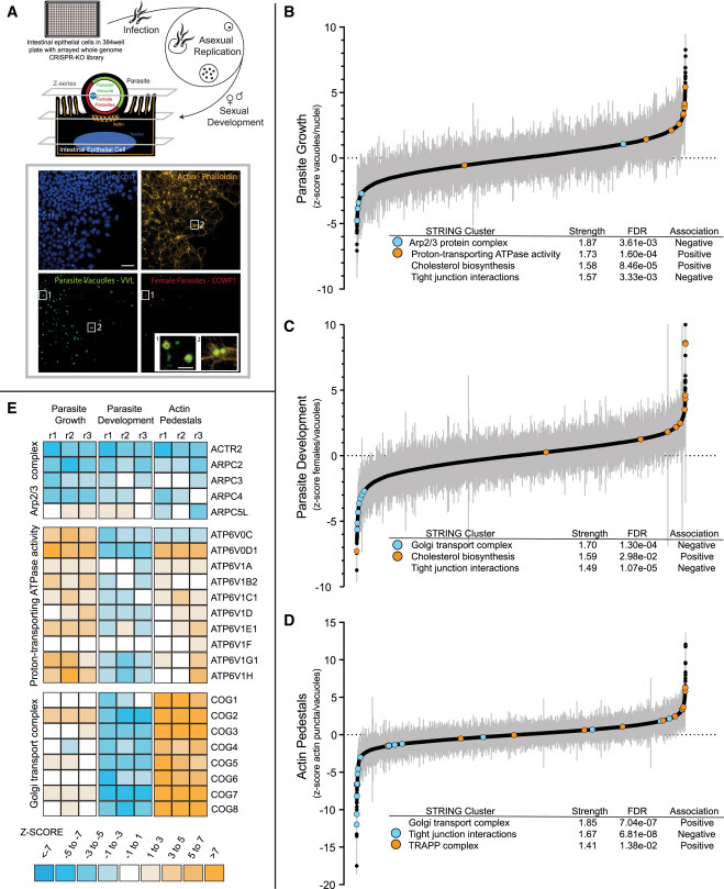 一項(xiàng)陣列式全基因組CRISPR-Cas9篩選揭示了微小隱孢子蟲感染多種參數(shù)所需的宿主基因依賴性