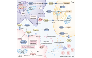 免疫細胞重編程中的代謝檢查點：通過免疫代謝重定向實現癌癥治療