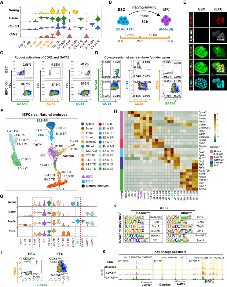 候選分子篩選鑒定出可將胚胎干細(xì)胞重編程為類胚胎祖細(xì)胞的小分子化合物 候選分子篩選鑒定出可將胚胎干細(xì)胞重編程為類胚胎祖細(xì)胞的小分子化合物