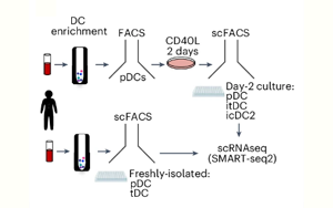 TNF與I型干擾素調(diào)控漿細(xì)胞樣樹突狀細(xì)胞命運(yùn)轉(zhuǎn)換的分子機(jī)制及其在炎癥與衰老中的作用