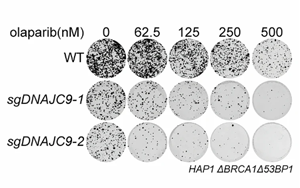 組蛋白伴侶NASP調(diào)控組蛋白周轉(zhuǎn)驅(qū)動(dòng)PARP抑制劑耐藥性的機(jī)制研究