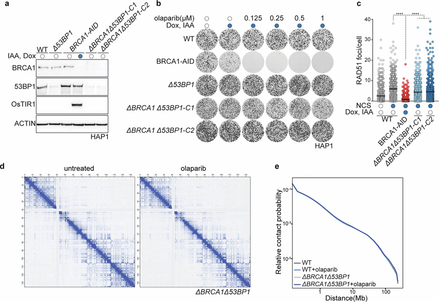 HAP1 delta-BRCA1delta-53BP1細(xì)胞具有PARP抑制劑耐藥性，且PARPi處理不改變整體染色質(zhì)構(gòu)象
