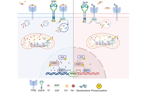 靶向轉(zhuǎn)鐵蛋白受體（TFRC）的巴伐查爾酮通過鐵代謝調(diào)控逆轉(zhuǎn)膀胱癌吉西他濱耐藥