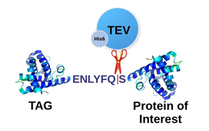 TEV蛋白酶，蛋白標簽切除一步到位，生物醫(yī)藥的“黃金剪刀”