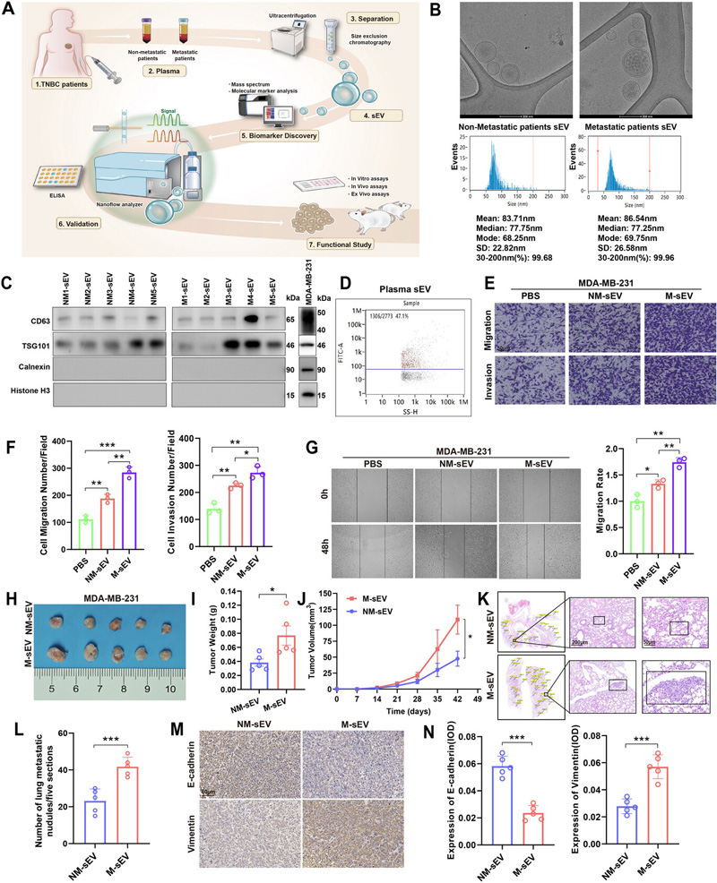 M-TNBC來源的sEV促進了TNBC的遷移、侵襲和轉移
