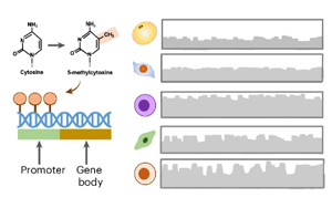 人類皮下脂肪組織的單細胞DNA甲基化與三維基因組圖譜揭示肥胖與炎癥的細胞類型特異性表觀遺傳調(diào)控機制