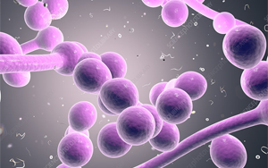 真菌共生與致病性的pH堿化調(diào)控機制：轉(zhuǎn)錄因子Dal81與Stp2的協(xié)同作用