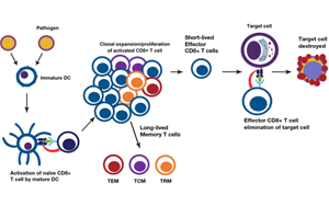 淺析幾種細胞治療的技術、工藝與原料