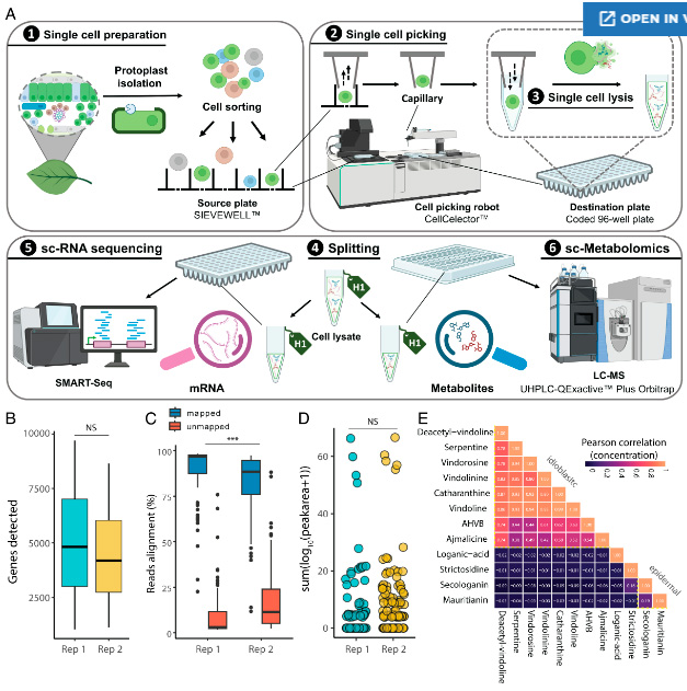 單個植物原生質(zhì)體的多重分析 單個植物原生質(zhì)體的多重分析