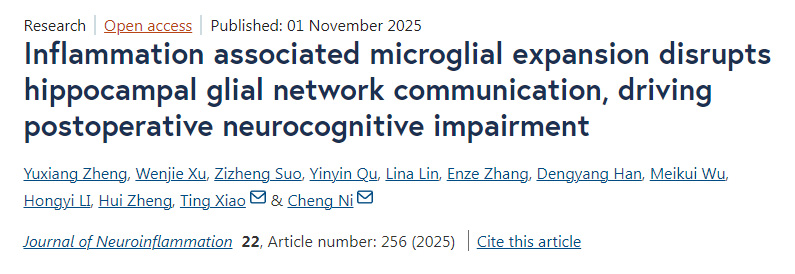 炎癥相關(guān)的小膠質(zhì)細(xì)胞擴(kuò)增會破壞海馬區(qū)膠質(zhì)細(xì)胞網(wǎng)絡(luò)的通信，進(jìn)而引發(fā)術(shù)后神經(jīng)認(rèn)知功能障礙