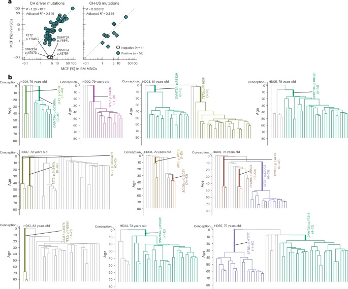 追溯長效造血干細(xì)胞克隆的起源