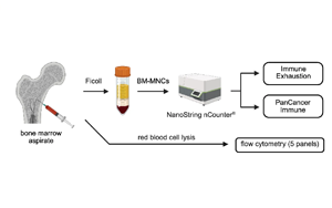 在白血病發(fā)生之前，慢性炎癥重塑了骨髓微環(huán)境