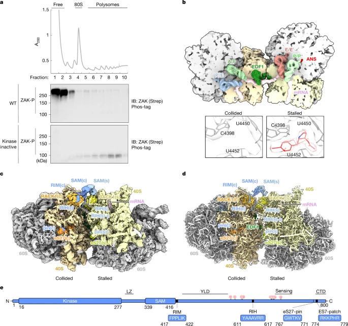 ZAKα蛋白結(jié)合碰撞二聚體核糖體的冷凍電鏡結(jié)構(gòu) ZAKα蛋白結(jié)合碰撞二聚體核糖體的冷凍電鏡結(jié)構(gòu)