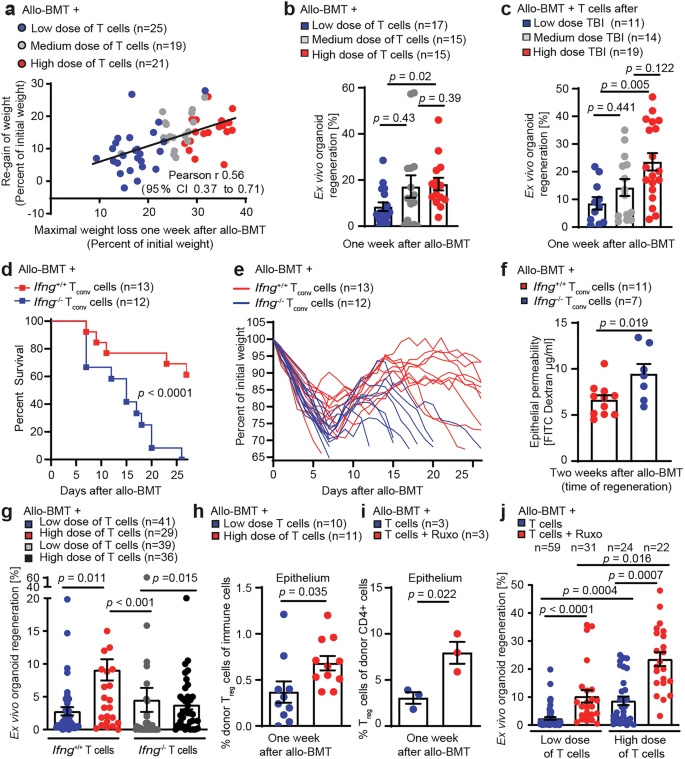 腸道組織的過(guò)度損傷與修復(fù)再生通過(guò)IFNγ和調(diào)節(jié)性T細(xì)胞形成雙向關(guān)聯(lián) 腸道組織的過(guò)度損傷與修復(fù)再生通過(guò)IFNγ和調(diào)節(jié)性T細(xì)胞形成雙向關(guān)聯(lián)