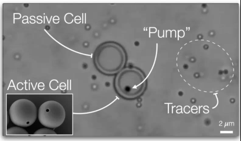 Nature重磅：離人造生命又近一步？具有主動運(yùn)輸能力的“人造細(xì)胞”問世！