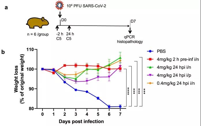 羊駝?wù)仁澜纾靠茖W(xué)家發(fā)現(xiàn)，理想的COVID-19疫苗可能來自這一“神獸”