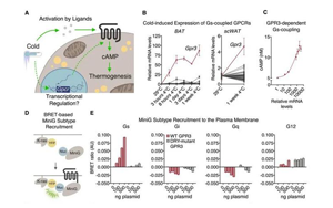 Cell突破：吃貨大軍感動哭！科學(xué)家找到一條新的燃脂通路，具有持久生效潛力