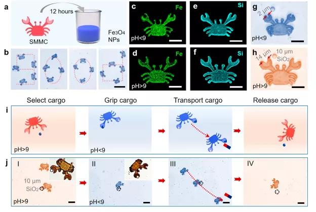 科幻！ACS NANO:納米機器人用于腫瘤細胞局部治療
