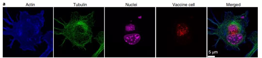 癌癥疫苗重大進(jìn)展！ 《nature》子刊：科學(xué)家發(fā)明通過腫瘤細(xì)胞的低溫硅化來制造癌癥疫苗的技術(shù)