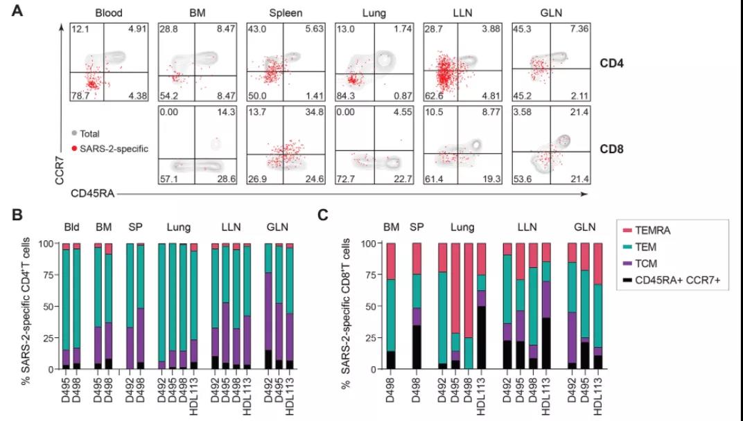 《Science》子刊：發(fā)現(xiàn)新冠感染具有長期免疫記憶，疫苗效果或可再強(qiáng)化！