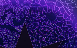 新研究發(fā)現(xiàn)：口腔細(xì)菌或能激活致癌基因