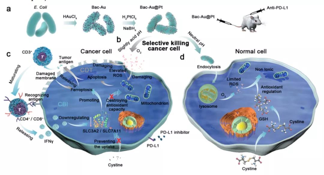 細(xì)菌也成帶路黨！ACS NANO: 多功能菌基納米酶實(shí)現(xiàn)腫瘤治療打擊
