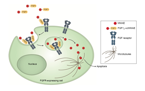 Cell子刊：糖尿病治療新突破！科學(xué)家發(fā)現(xiàn)了獨(dú)立于胰島素之外的新降糖途徑