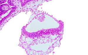 解開干細胞之謎：我們離在培養(yǎng)皿中制造器官又近了一步