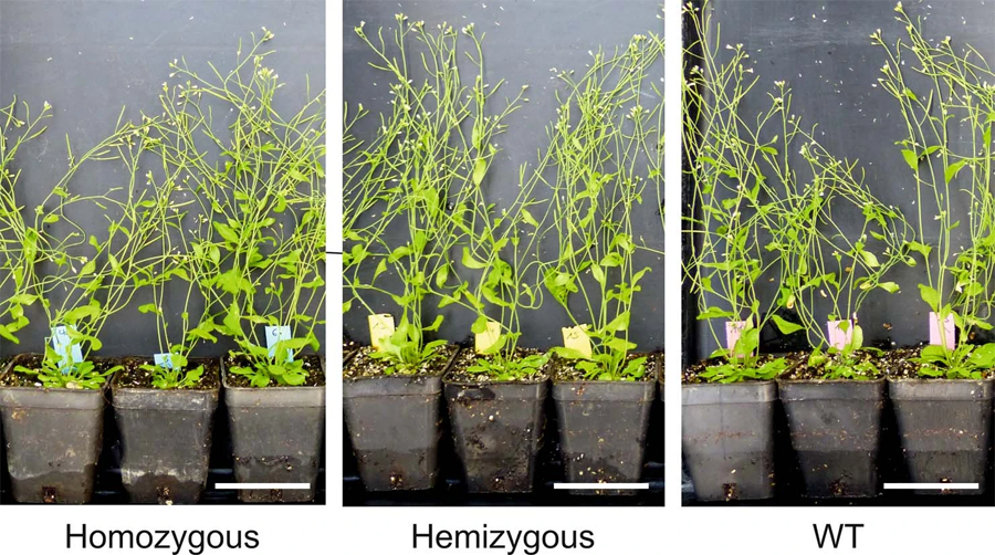 純合、半合和野生植物的表型分析