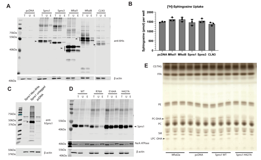 細胞運轉(zhuǎn)分析證實Spns1為LPC轉(zhuǎn)運體