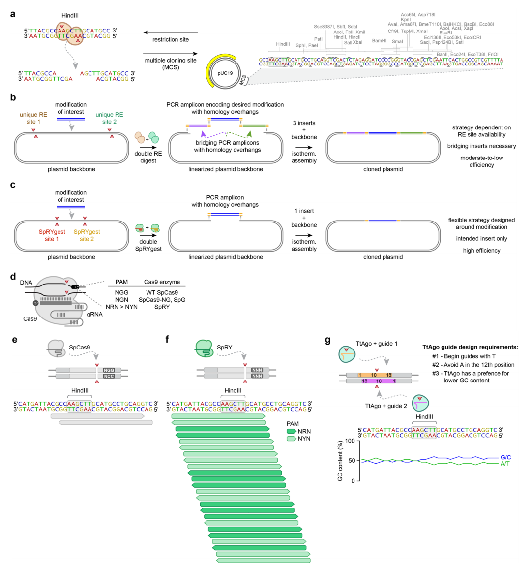DNA靶向核酸內(nèi)切酶的比較 DNA靶向核酸內(nèi)切酶的比較