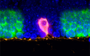 將聚光燈對準(zhǔn)組織中的細(xì)胞，這樣RNA就可以講述它們的故事！