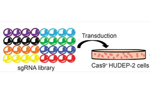 《Nature》缺氧和胎兒血紅蛋白之間的聯(lián)系