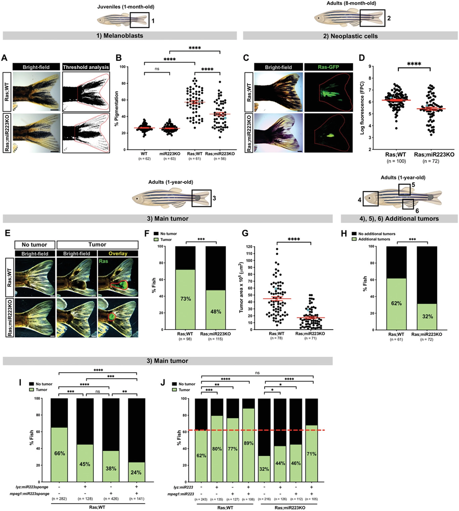 miR223抑制延緩斑馬魚(yú)的癌癥進(jìn)展 miR223抑制延緩斑馬魚(yú)的癌癥進(jìn)展體