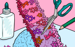 Cell Rep：隨著個(gè)體年齡的增長(zhǎng)，大腦中RNA編輯的速度是如何增加的