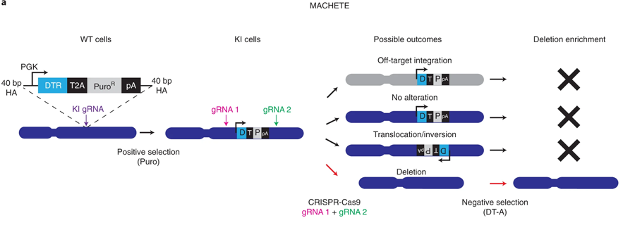 MACHETE能夠有效地工程制造出基因組缺失