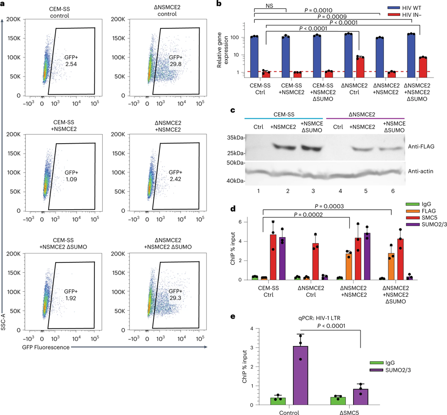 通過NSMCE2對染色質(zhì)化潛伏HIV-1 DNA進(jìn)行SUMO修飾 通過NSMCE2對染色質(zhì)化潛伏HIV-1 DNA進(jìn)行SUMO修飾