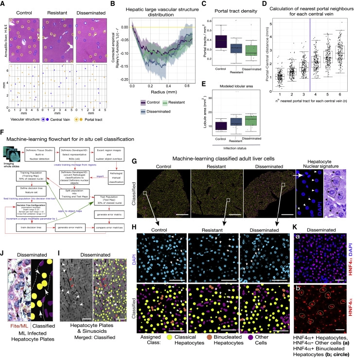 細菌誘導(dǎo)的體內(nèi)肝器官生長維持正常的肝小葉和血管微結(jié)構(gòu) 細菌誘導(dǎo)的體內(nèi)肝器官生長維持正常的肝小葉和血管微結(jié)構(gòu)
