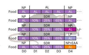 Nature Metabolism：為什么節(jié)食后脂肪會(huì)增加，高蛋白質(zhì)是如何幫助減肥的