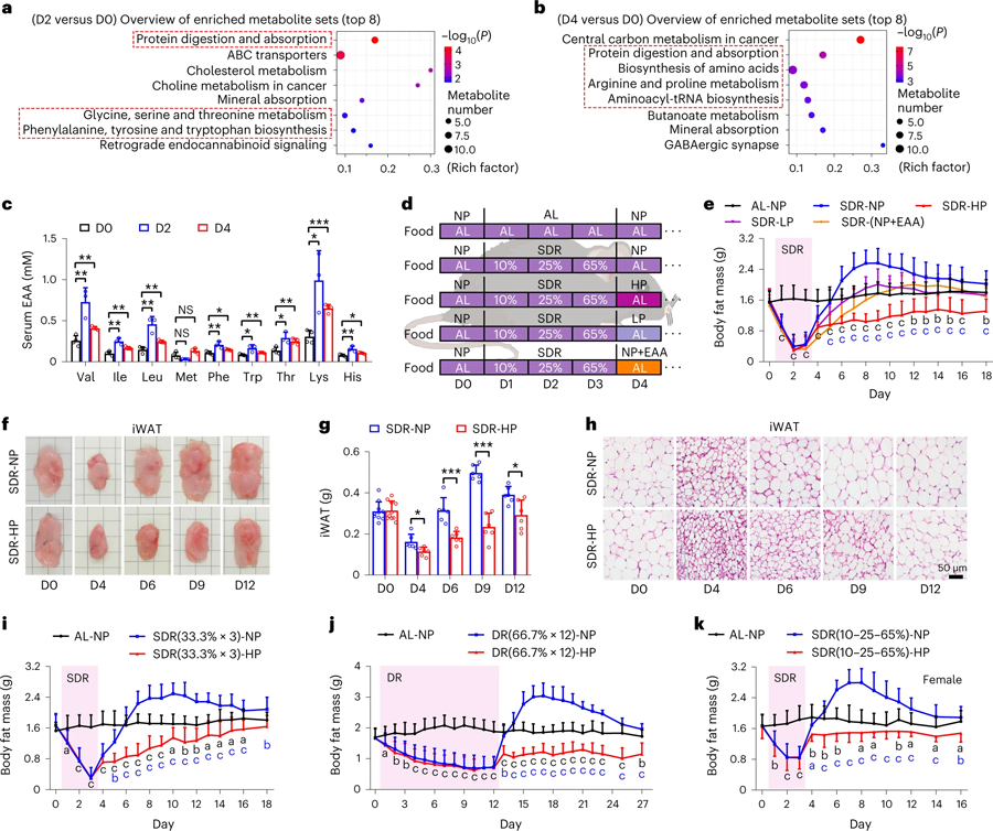 重新進行高蛋白飲食可以有效抑制因節(jié)食引起的脂肪物質(zhì)流失