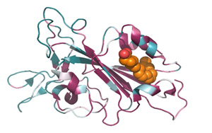 能一勞永逸解決從SARS到Omicron乃至未來變種？發(fā)現(xiàn)致命冠狀病毒共同特征！