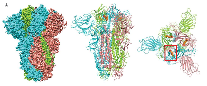 S蛋白三聚體在電子冷凍顯微鏡下，橙色分子為L(zhǎng)A