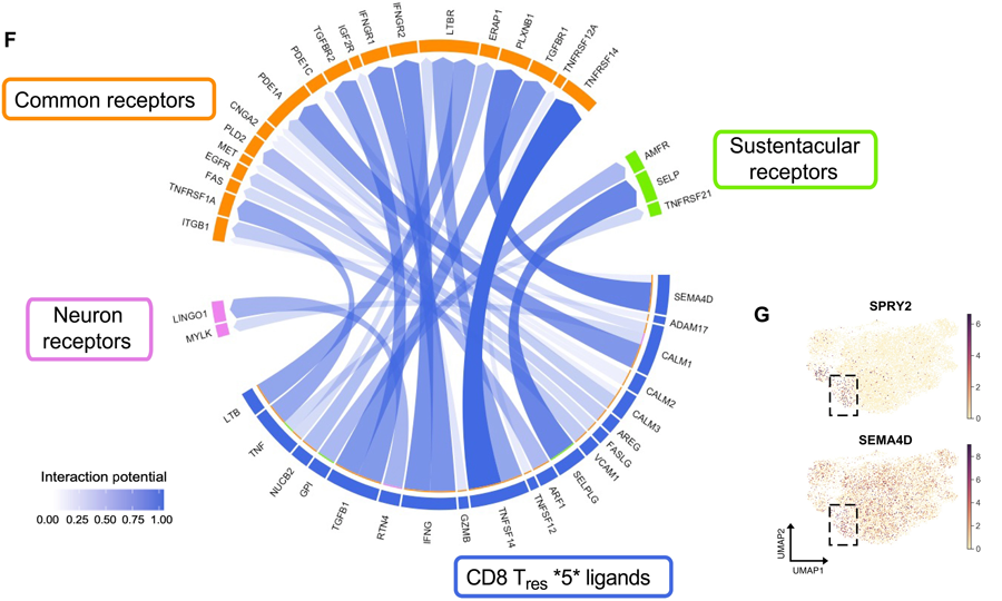 新冠肺炎急性后遺癥嗅覺粘膜下丘樣品中富集了特定的T細胞亞群 新冠肺炎急性后遺癥嗅覺粘膜下丘樣品中富集了特定的T細胞亞群