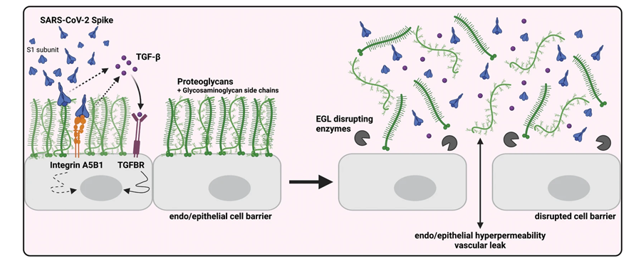 SARS-CoV-2 S觸發(fā)TGF-β的產(chǎn)生，TGF-β信號(hào)傳導(dǎo)是S介導(dǎo)的屏障功能障礙所必需的