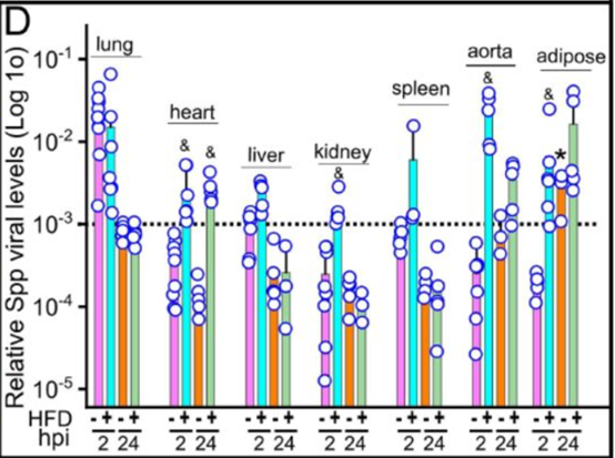 Spp病毒在HFD小鼠中的全身傳播
