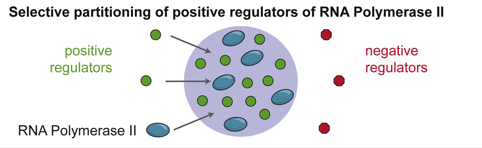 RNA聚合酶II正調控因子的選擇性分配 RNA聚合酶II正調控因子的選擇性分配